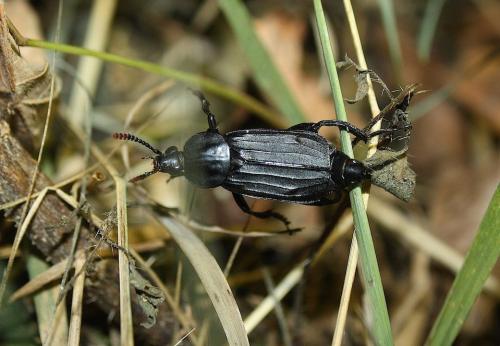 Necrodes littoralis